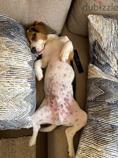 Beagle Male For Sale 0