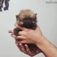 t cup pomeranian puppies