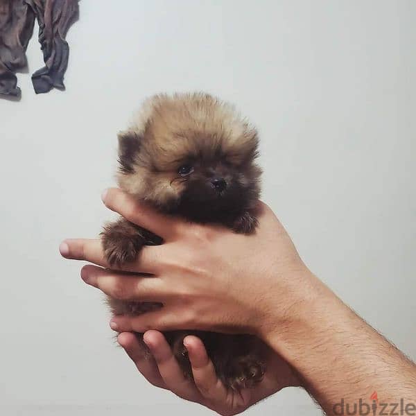 t cup pomeranian puppies 1