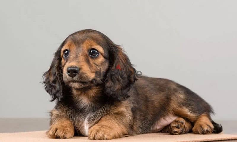 Miniature dachshund Longhair Boy from Russia 2