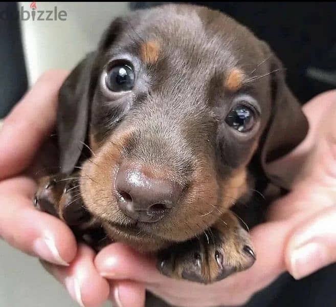 Dachshund chocolate puppy Male from Russia 0