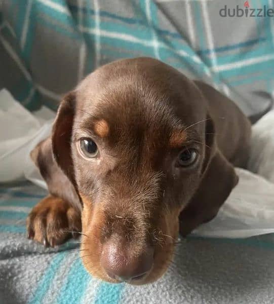Dachshund chocolate puppy Male from Russia 2