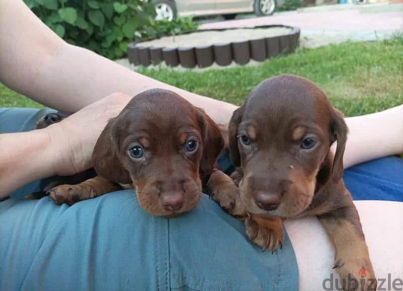 Dachshund chocolate puppy Male from Russia 3