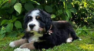Bernese mountain dog Boy from Russia