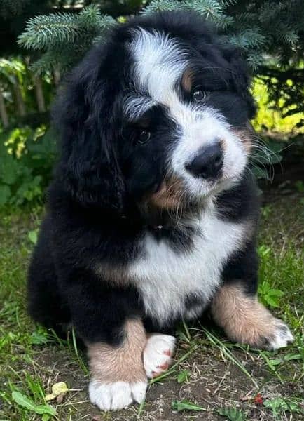 Bernese mountain dog Boy from Russia 1
