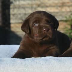Labrador puppy Male Fci documents from Russia