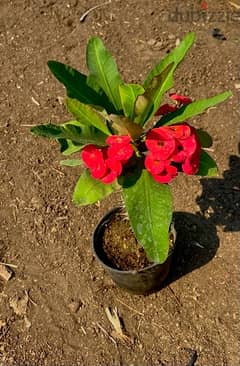 ٣ نبتات ايفوربيا حمراءسوداني بسعر ٥٠ جنيها