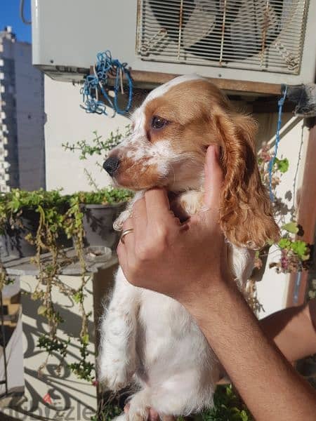 Breed: English Cocker (Springer) Spaniel. 0