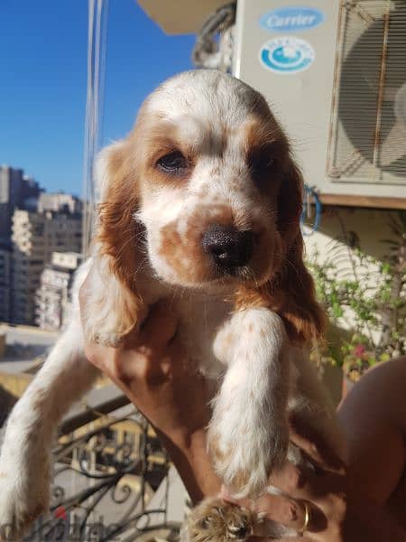 Breed: English Cocker (Springer) Spaniel. 1