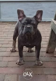 Imported French bulldog Male 6 Months Full documents 0