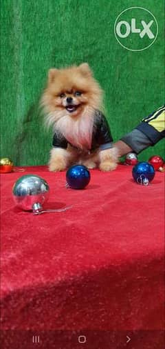 Pomeranian Available for mating