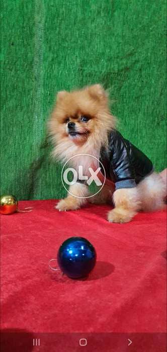 Pomeranian Available for mating 1