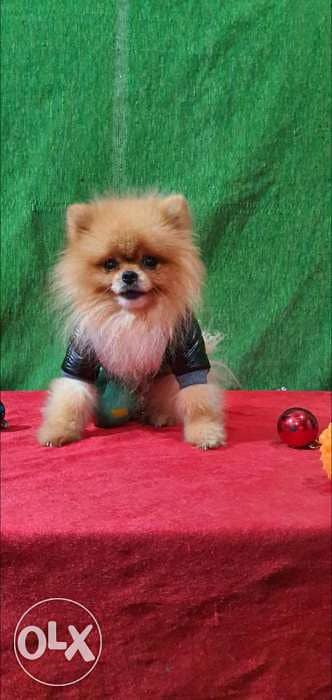 Pomeranian Available for mating 2