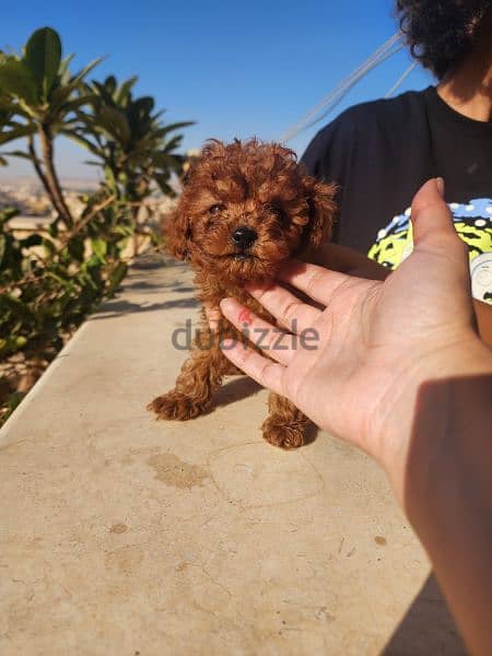 Toy Poodle like no other. Premium quality,immediate purchase,females. 1