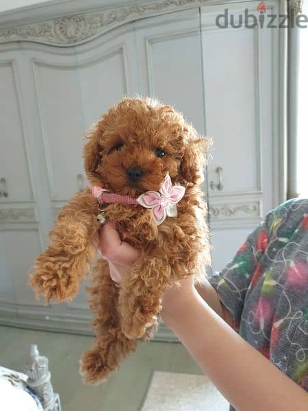 Toy Poodle like no other. Premium quality,immediate purchase,females. 2