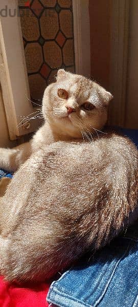 Scottish fold male 2