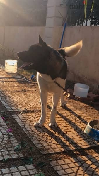 Female American Akita