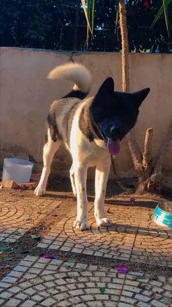 Female American Akita 1