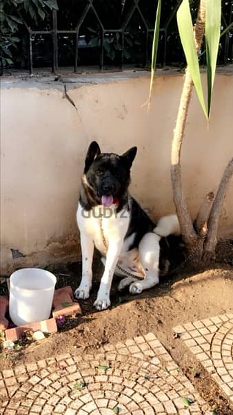 Female American Akita 2