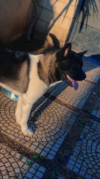 Female American Akita 3