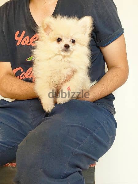 Pomeranian puppies 0