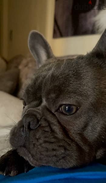 French bulldog for mating 0