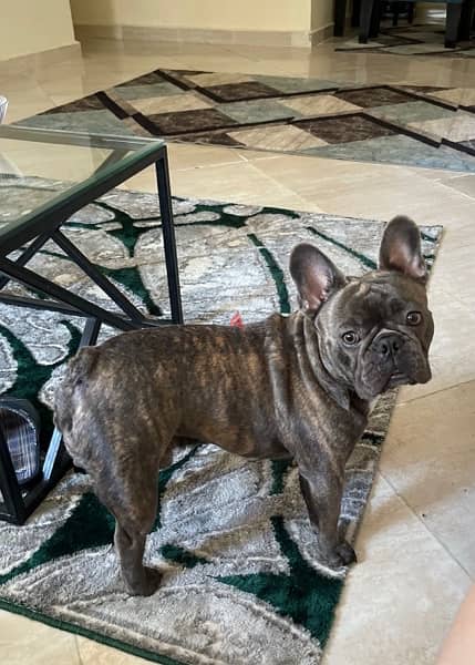 French bulldog for mating 1