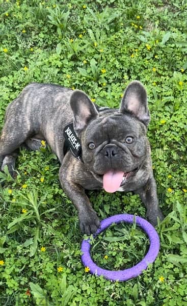 French bulldog for mating 2