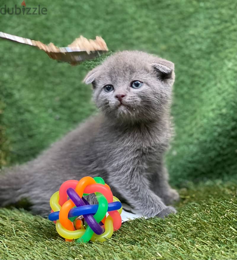 بيع قطط Scottish fold 0