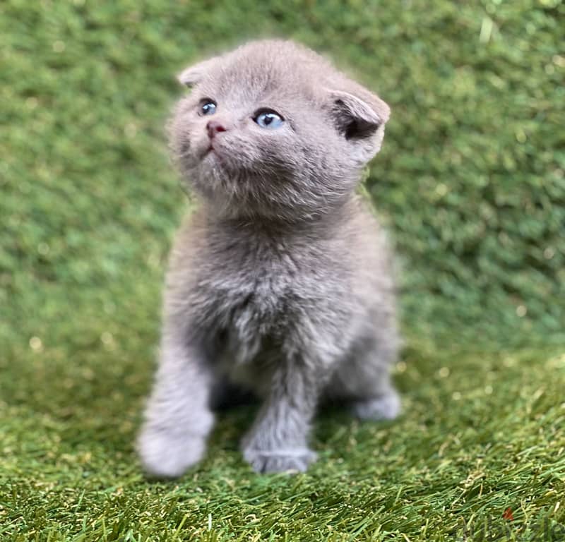 بيع قطط Scottish fold 1