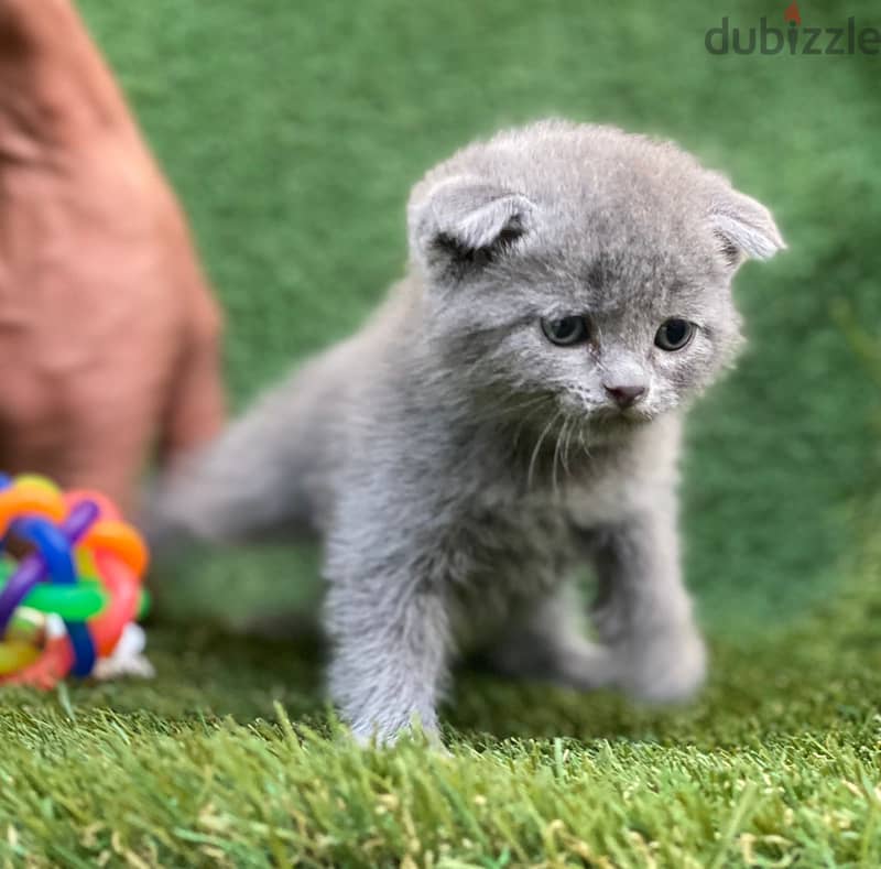 بيع قطط Scottish fold 2