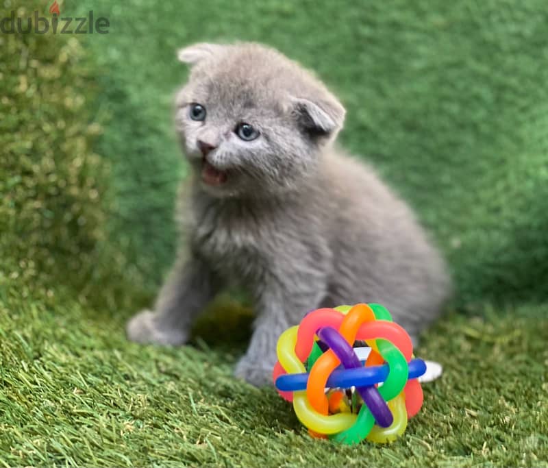 بيع قطط Scottish fold 3