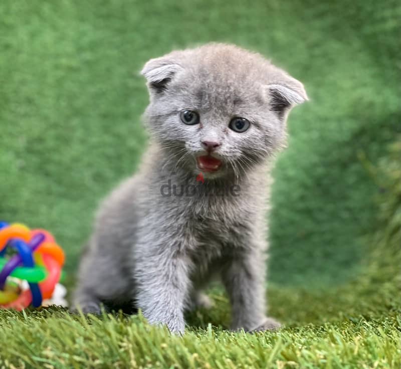 بيع قطط Scottish fold 4