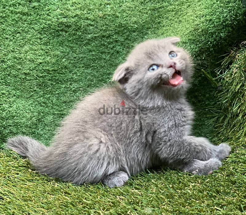 بيع قطط Scottish fold 5