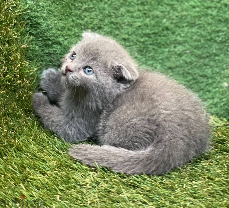 بيع قطط Scottish fold 6