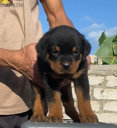The best Rottwiller puppies