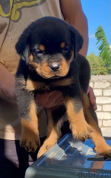 The best Rottwiller puppies 1