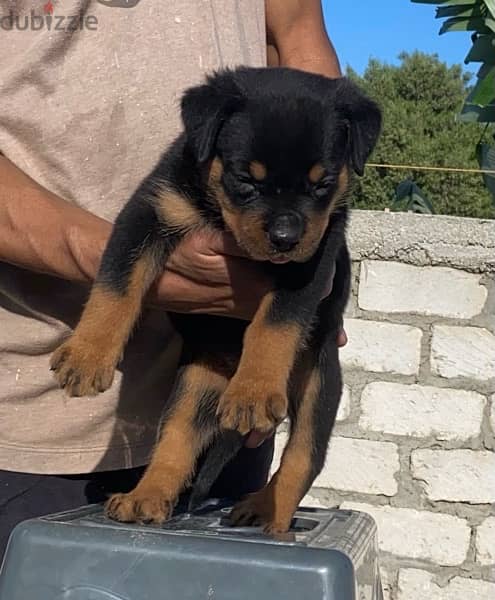 The best Rottwiller puppies 2