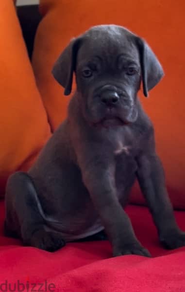 cane corso 0