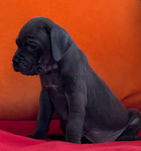 cane corso 1