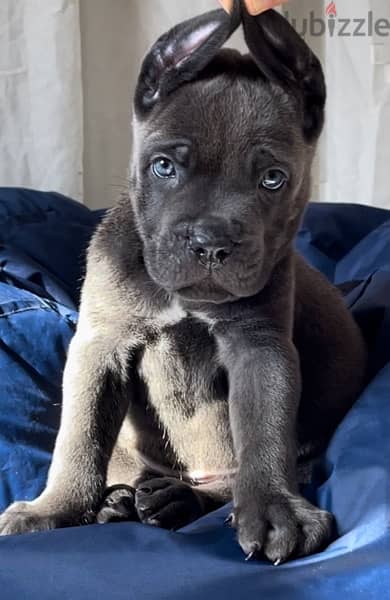 cane corso 3