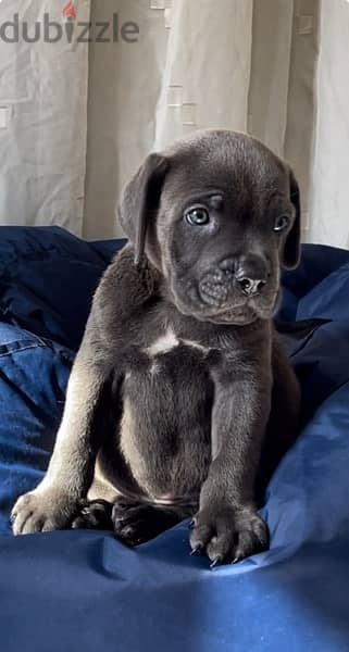 cane corso 4