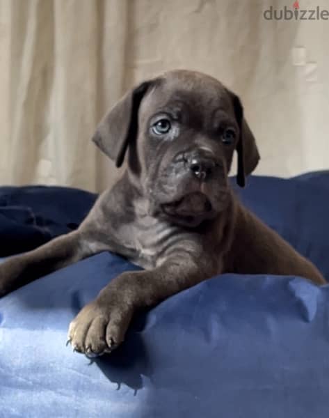 cane corso 6