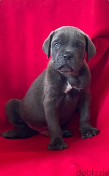 cane corso 7