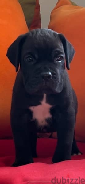 cane corso 9