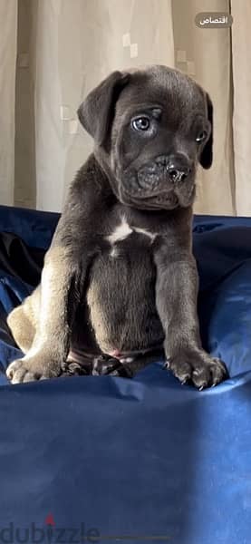 cane corso 10