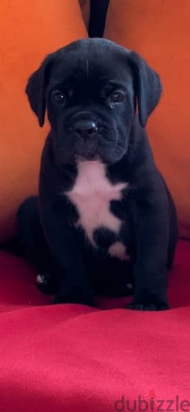 cane corso 11