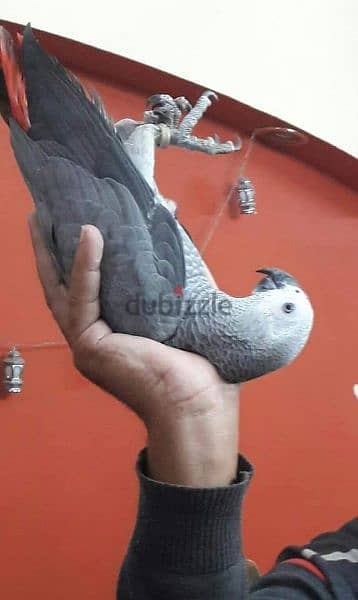 ببغاء زنجبارى 1