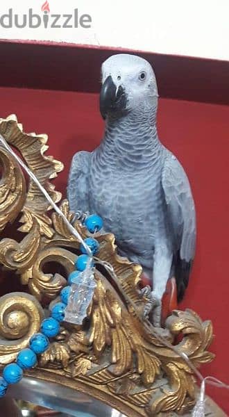 ببغاء زنجبارى 3