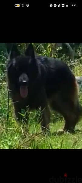 جيرمن شيبرد 5 شهور german shepard 3